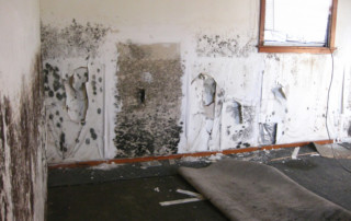 mold removal