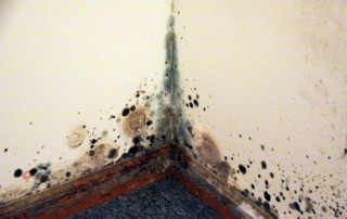 mold damage