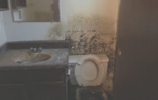 san diego mold removal