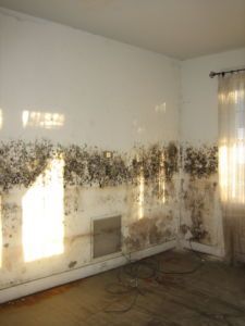 Black Mold 2