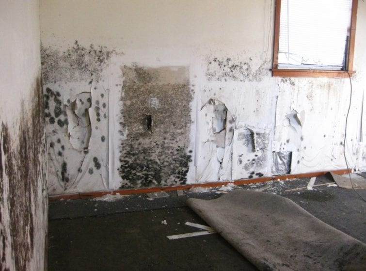 Mold Growth in a Home
