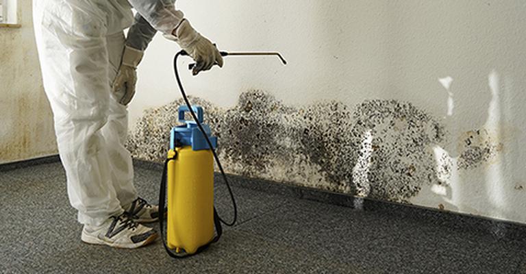 Mold remediation, mold abatement, mold restoration services for your home  or business