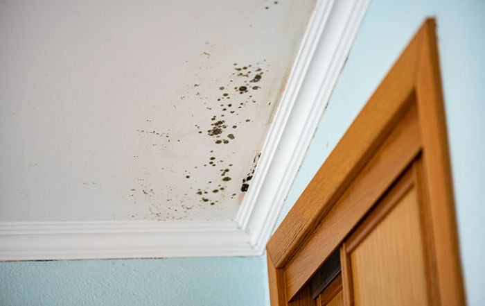 Professional Asbestos and Black Mold Testing & Abatement Professional Asbestos and Black Mold Testing & Abatement